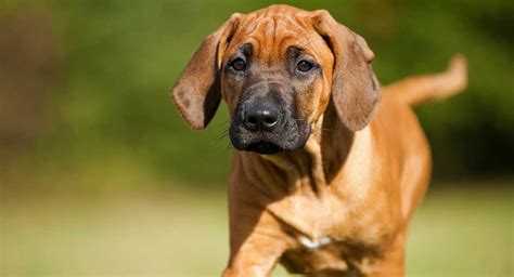 Rhodesian Ridgeaback Temperament - Do You Know The Habits Of This Loyal Breed?