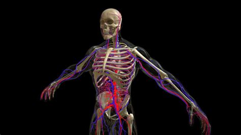 Human Anatomy - A 3D model collection by BigWizardMan - Sketchfab