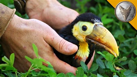 Coyote Peterson Feeds a Hungry Rescued Baby Toucan a Yummy Fruit Salad Using a Spoon