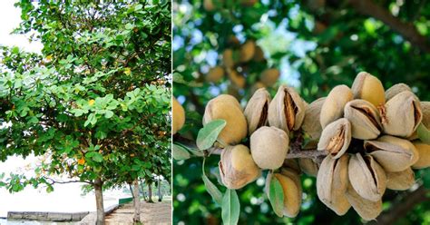 How to Grow Indian Almond Tree | Growing Wild Almond • India Gardening