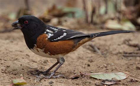 Spotted Towhee | San Diego Bird Spot