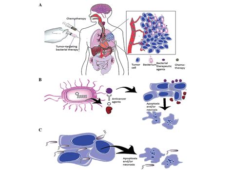 Tumor‑targeting bacterial therapy: A potential treatment for oral ...