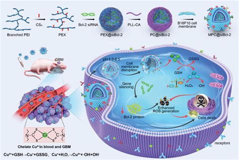 Brain‐Targeting Metastatic Tumor Cell Membrane Cloaked Biomimetic Nanomedicines Mediate Potent ...