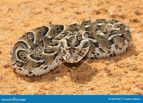 Night Adder - Venomous Snake Background - Small Packages, Deadly Dose Stock Image - Image of ...