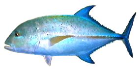 Bluefin Trevally - Wii Fishing Resort Wiki