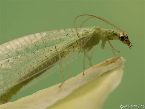 Green Lacewing Insect Macro Photography