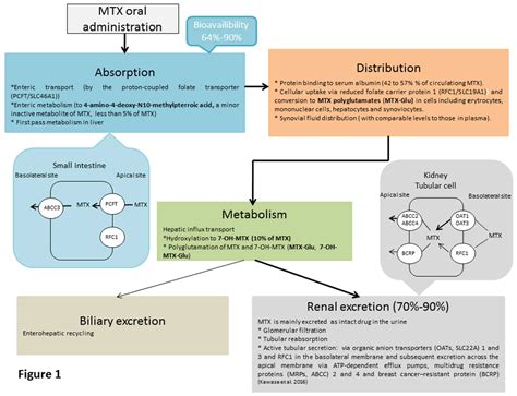 Methotrexate And Leucovorin Mechanism Of Action