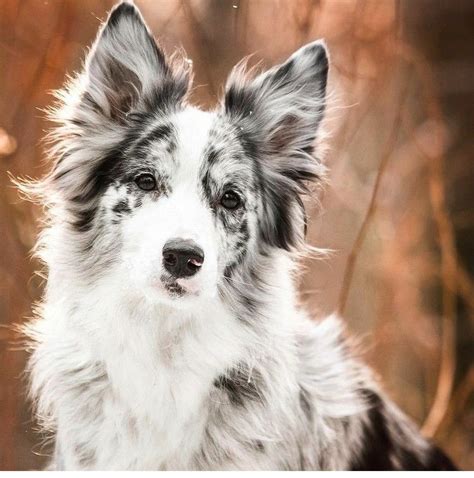 Cookies and cream 🐶 | Collie puppies, Border collie blue merle, Merle dogs