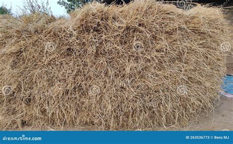 Paddy Kept after Harvesting from the Field Stock Image - Image of field ...