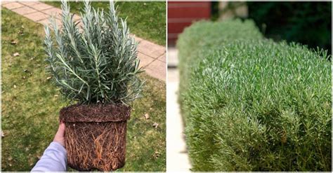 How To Grow A Rosemary Hedge (& 10 Reasons Why You Should)