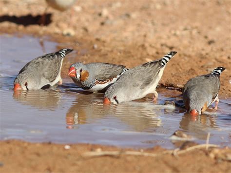 Zebra Finches Male And Female