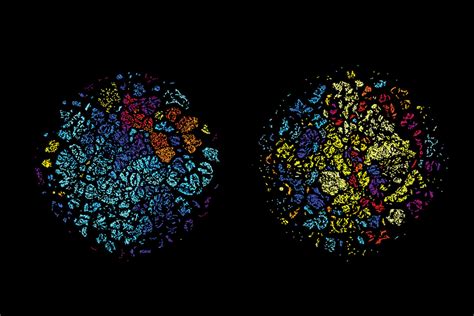 Brain scan for artificial intelligence shows how software thinks | New Scientist