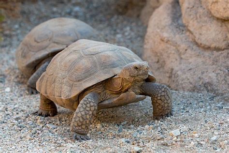 The Living Desert’s Mojave Maxine Emerges From Hibernation, Signaling Spring Is Here - The ...