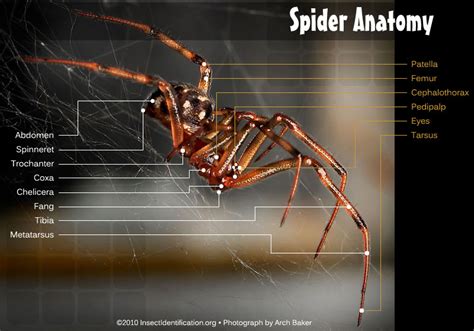 Spider Anatomy