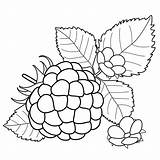 Berries Coloring Pages sketch template