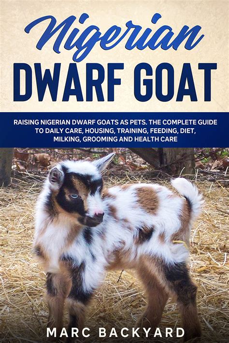 Nigerian Dwarf Goats Full Grown