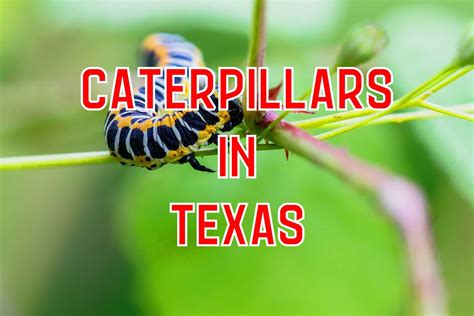 42 Caterpillars in Texas (Pictures and Identification Guide)