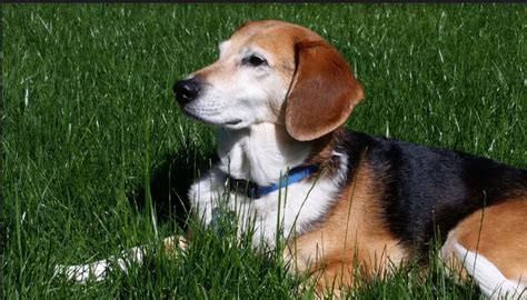 Beagi Beagle and either Pembroke or Welsh Corgi mix. | Corgi, Corgi mix ...