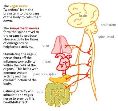 Vagus Nerve Stimulation for Tinnitus | TinnitusFormula.com | Natural ...