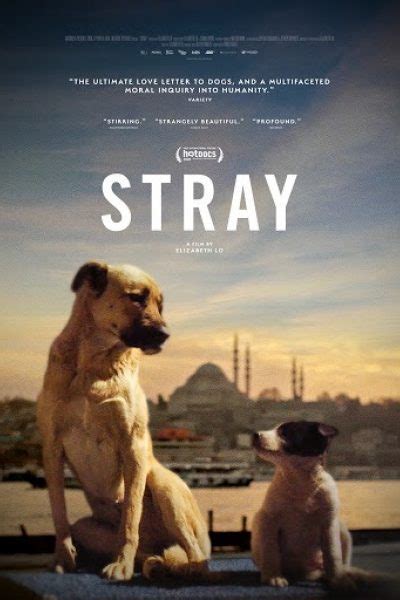 Stray - Moxie Cinema