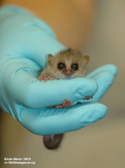 Picture: Mouse lemur in captivity