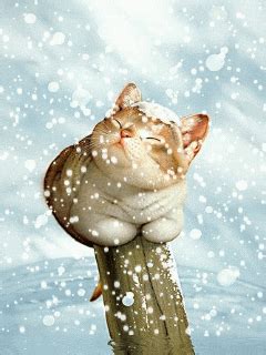 Cat In Snow GIFs - Find & Share on GIPHY