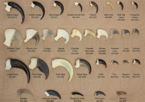 The size range of different claws : interestingasfuck