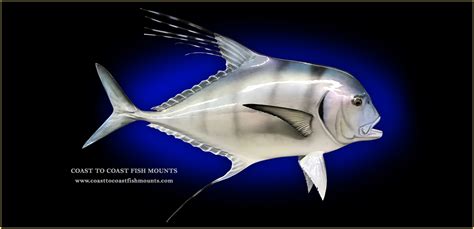 African Pompano Fish Mounts & Replicas by Coast-to-Coast Fish Mounts