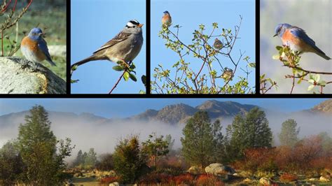 Birds In the Morning - Sequoia National Forest - Kern River Watershed ...