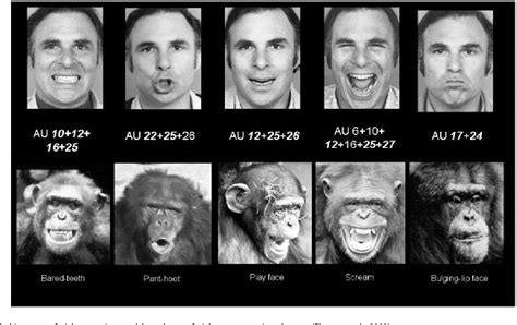 Figure 2 from Understanding chimpanzee facial expression: insights into the evolution of ...