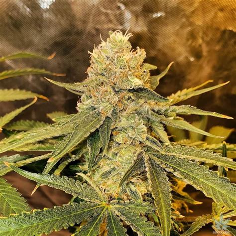 Jack Herer Seeds | Seed Bank | Autoflower Feminized Jack Herer Seeds