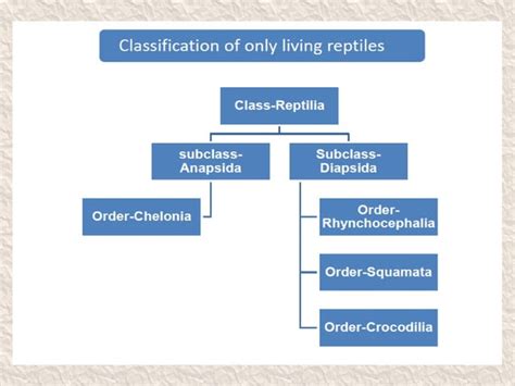 Classification of reptilia | PPT