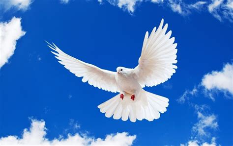 blue-sky-white-dove-flying-new-desktop-wallpaper-in-hd-free ... | Dove images, Bird wallpaper ...