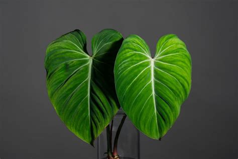 Philodendron Gloriosum: A Complete Guide for Beginners - Plants Beginner