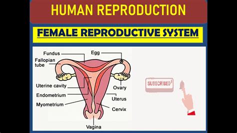 FEMALE REPRODUCTIVE SYSTEM || HUMAN REPRODUCTION || CHAPTER-3 || CLASS ...