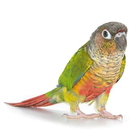 Conures for Sale | Green Cheek Conure Birds for Sale | Petco