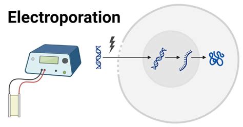 Electroporation: Definition, Principle, Steps, Uses