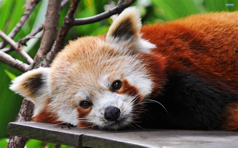 red panda wallpapers high resolution with wallpaper hd resolution on ...