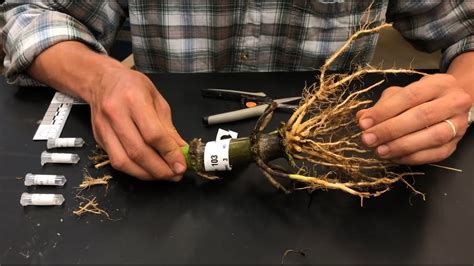 The Maize Root System (Anatomy Sampling) - YouTube