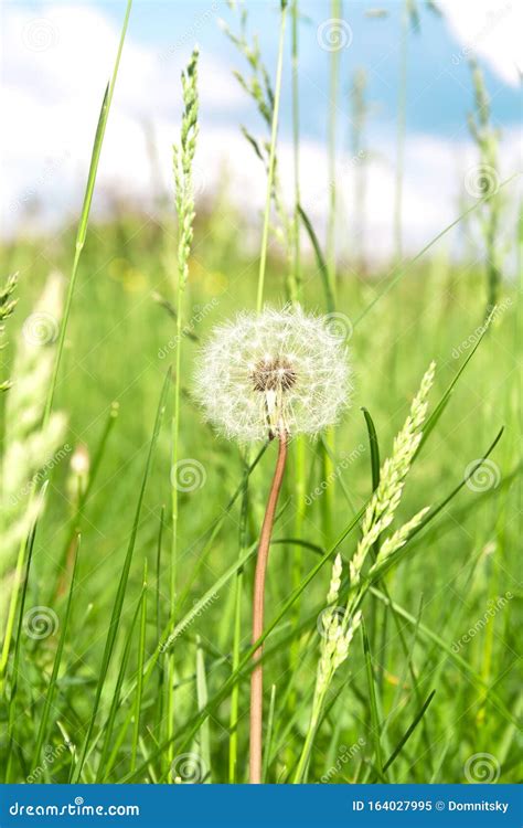 Dandelions, Close Up of Dandelion Flower in Spring Time Stock Image - Image of season, plants ...