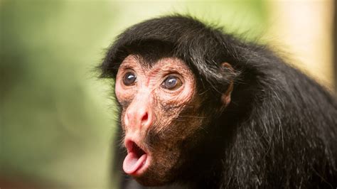 Funny Monkey Chimpanzee Face In Blur Background HD Funny Monkey Wallpapers | HD Wallpapers | ID ...