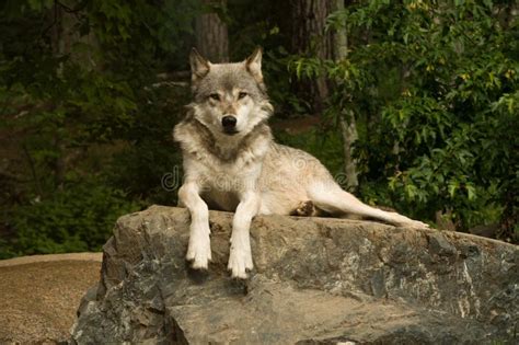 Great plains wolf on rock stock photo. Image of carnivore - 11924326