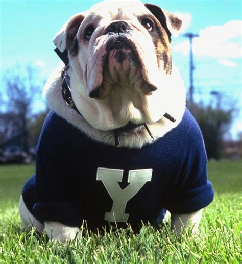 Handsome Dan Yale Mascot | Images and Photos finder