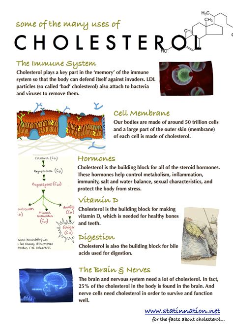 Cholesterol in the Human Body — STATIN NATION