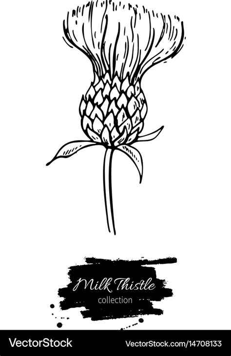 Milk thistle flower drawing set isolated Vector Image