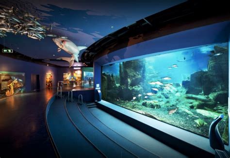 Istanbul Aquarium Ticket & Shuttle | Hop on Hop Off Istanbul