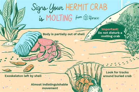 Hermit Crab Molting Signs