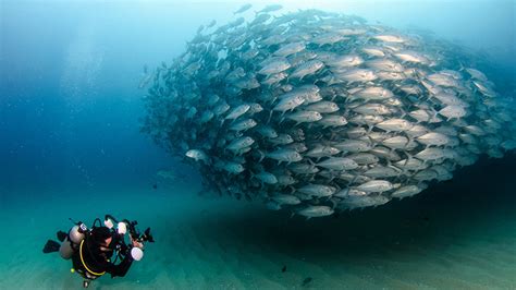 Destination Guide for Best Scuba Diving in Mexico