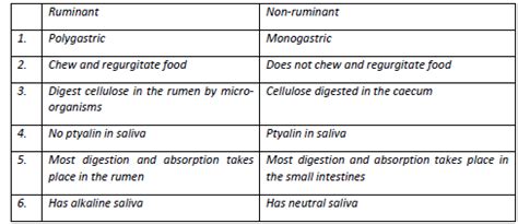 Ruminant Vs Non Ruminant Digestive System