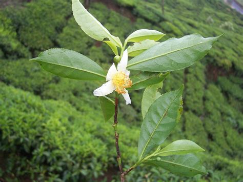 File:Camellia sinensis flower tea.JPG - Wikimedia Commons